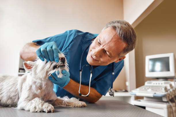 Best Weekend Emergency Dentist in Lexington, IL